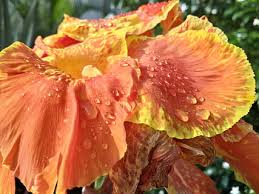 Canna atau bunga kana atau disebut bunga tasbih banyak digunakan sebagai tanaman di pekarangan atau ditaman, berasal dari tropis america. Halaman 11 Gratis Zoom Foto Piqsels