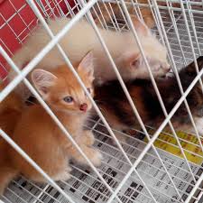 Pusat jagaan kucing terbiar shah alam : Pusat Jagaan Kucing Nak Adopt Saya Tak Meh Datang Sekarang Pencinta Kucing Dijemput Support Usaha Kami Menyelamatkan Rehome Kucing2 Terbiar Hari Ni Di Booth Adoption Kami Marilah Datang Sambil Menderma