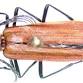 Beasts & Beer: Fantastic Fireflies