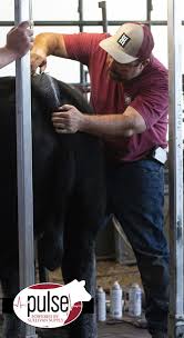 The report explores what a significant expansion in. Cool Cows Cool Kids Cool Colorado Colorado State Fair The Pulse