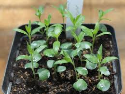 Image result for Barleria macrostegia
