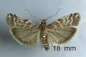 Image result for Delplanqueia inscriptella