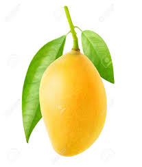 Browse 13,759 mango fruit stock photos and images available or search for mango fruit salad or mango fruit isolated to find more great stock photos and pictures. One Yellow Mango Fruit Hanging On A Tree Branch With Leaves Isolated On White Background Stock Photo Picture And Royalty Free Image Image 129395133