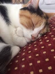 In english verbs are action parts of the sentence. Siakap Keli Tidur Sambil Berpeluk Tubuh Rare Ni Selalu Facebook