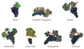 grape varieties do valencia