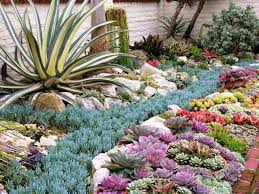 How Succulents Can Solve Your Garden Problems World Of Succulents Drought Tolerant Garden Succulents Succulent Garden Design