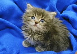 The lchs will perform all vetting that the cat requires before it leaves. Buffy The Kitten Thrown From Car Wisconsin Humane Society