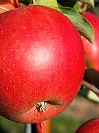 Soiul de mar starking delicious (delicios dublu rosu sau duble red delicious)popularity: Mar Starkinson Dublu Rosu Pepiniera Cornesti