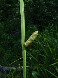 Image result for Artabotrys collinus