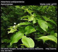 Image result for Holarrhena