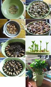 How To Grow Lemons Seeds The Homestead Survival Lemon Seeds Plants How To Grow Lemon
