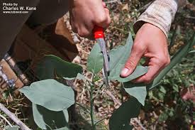 Image result for Nicotiana glauca