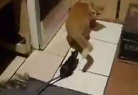 pin on funny