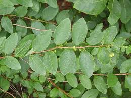 Image result for Seddera suffruticosa