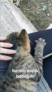 Gizem Adli Kullanicinin Animals Panosundaki Pin 2020
