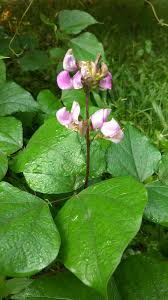 Image result for Lablab purpureus