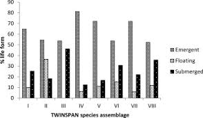 Image result for Eriocaulon teusczii