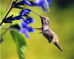 We did not find results for: Offer Nectar To Draw Hummingbirds To Oregon Gardens Oregonlive Com