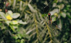 Black widow spiders have been found in bunches of grapes in four states. South Africa S Creepiest Crawlies
