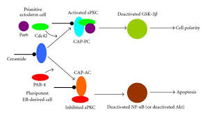 Noads, faster apk downloads and apk file update speed. Structure Of Apkc And The Flipside Model Of Ceramide Activity A In Download Scientific Diagram