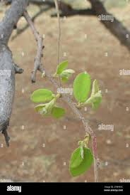 Image result for Grewia trichocarpa