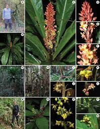 Image result for Ouratea