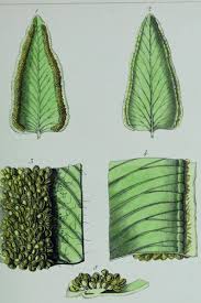 Image result for Cheilanthes inaequalis