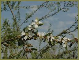 Image result for Leptospermum laevigatum