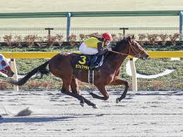 #ウマ娘プリティーガール #ジェミニ杯決勝 #ユニコーンステークス #マーメイドステークス | #變態馬券師組合no.324、變態馬券師s•m•ryoオフィシャルブログ⁉ #umajo黒タイツ着衣足裏舐め馬券術 マーメイドステークスに関しては. ãƒ¦ãƒ‹ã‚³ãƒ¼ãƒ³s ç™»éŒ²é¦¬ ã‚«ãƒ•ã‚§ãƒ•ã‚¡ãƒ©ã‚ª ãƒ¬ãƒƒãƒã‚§ãƒãƒ­ãƒƒã‚¯ãªã©18é ­ ç«¶é¦¬ãƒ‹ãƒ¥ãƒ¼ã‚¹ Netkeiba Com