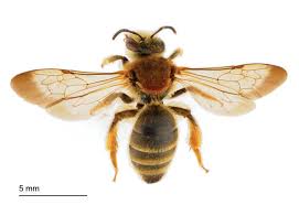 Image result for Lipotriche