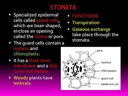 We did not find results for: Unit 5 Plant Tissue Ppt Video Online Download
