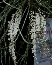 Image result for Microcoelia exilis