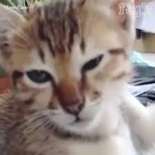 Why don't you consider graphic earlier mentioned? People Cat Continuously Interrupts Owner S Study Session Facebook