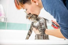 kedi yikanir mi kediler nasil yikanir petza