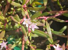 Image result for Sesuvium