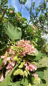 Image result for Dombeya acutangula