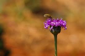 Image result for Vernonia galpinii