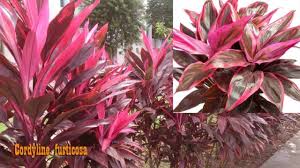 Posted at 06:21h in all fortnite services exclusive skins & accounts by 0 comments. 9 Tanaman Hias Daun Merah Paling Cantik Terpopuler Dan Banyak Diburu Berita Pertanian Mitalom