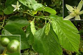 Image result for Grewia olukondae