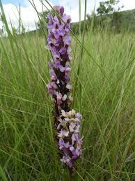 Image result for Brachycorythis