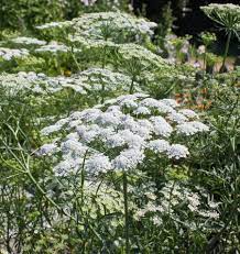 How To Grow Ammi Annual Flowers Flower Seeds Bloom Where You Are Planted