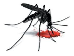 Bagi kebanyakan orang , jentik nyamuk adalah binatang yang wajib dimusnahkan karena dianggap sebagai sumber. Root Cause To Overcome Dengue Spread Guppy Fish To Be Thrown Into Water
