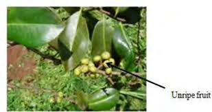 Image result for Embelia schimperi