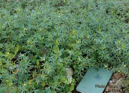 Image result for Alysicarpus zeyheri