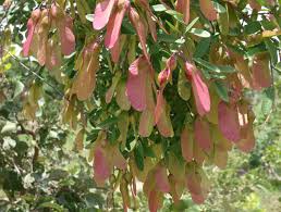 Image result for Securidaca longepedunculata