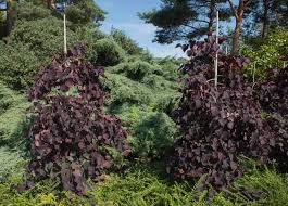 Check spelling or type a new query. 12 Different Types Of Redbud Trees Home Stratosphere