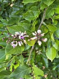 Image result for Millettia