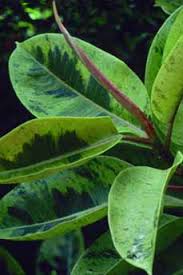 Image result for Ficus saussureana