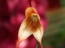 The Monkey-face Orchids That Wowed the ...