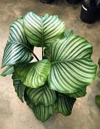 House Plants Near Me Houseplants Calathea Plant Plants Calathea Orbifolia